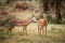 Male and female impala at Lake Nakuru