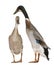 Male and female Indian Runner Ducks