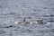 Male and female killer whales surfacing at Andenes, Norway