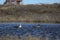 Male and female king eider ducks swimming on an arctic lake