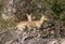 Male and Female Klipspringer (Oreotragus Oreotragus)