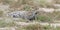 Male and female leopard getting together for mating in nature