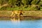 Male and Female Lion going to drink at sunrise at the Nkaya Pan Watering Hole in Kruger National Park