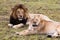 Male and female lion pair on green grass