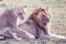 Male and female lion pair on green grass, Masai Mara Reserve, Kenya, Africa