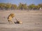 Male and female lion in a rough and action filled play, Etosha National Park, Namibia, Africa