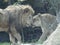 Male and Female Lion Rub Noses