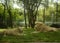 Male and Female Lions lying down together on the ground.