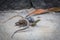 Male and female lizards mating on Tenerife