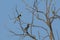 Male and Female Malabar Pied Hornbills