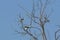 Male and Female Malabar Pied Hornbills in Tree