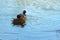 A male and female malard duck pair swimming in pond rippling