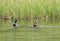 A male and female mallard Anas platyrhynchos  swimming together