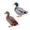 Male and female mallard duck