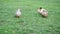 Male and female mallard duck on green grass in a park. Birds and animals in wildlife concept
