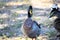 Male and Female Mallard duck mouth open