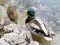 Male and female mallard duck relaxing on the lake shore