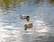 Male and female mallard duck swimming on lake. Duck couple looking for food in water. Focus on female mallard