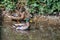 Male and female mallard ducks with ducklings huddled together on the riverbank hidden amongst the vegetation