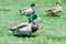 Male and Female Mallard Ducks at a Local Golf Course