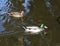 Male and female Mallard ducks swimming in a canal in Amsterdam