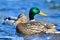 Male  and female mallard  portrait