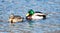 Male and Female Mallards