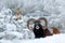 Male and female of Mouflon, Ovis orientalis, winter scene with snow in the forest, horned animal in the nature habitat. Portrait o