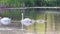 Male and Female Mute Swan (Cygnus olor) and Six Cygnets Swimming on Water