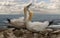 Male and Female Northern Gannets