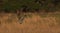 Male and female northern harrier flying low together over prairie grassland