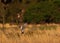 Male and female northern harrier flying together over large open prairie grassland