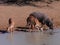 Male and female nyala enjoying a welcome drink, Mkuze, KwaZulu Natal, South Africa