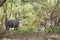 Male and female Nyala and their baby in Kruger National park, South Africa