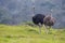 Male and female ostriches standing on the mountain