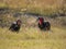 Male and female pair of African southern ground hornbill feeding in high grass, Moremi NP, Botswana