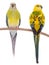 Male and female parrot haematonotus psephotus isolated
