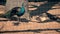 Male and female peacock birds in zoo cage.