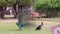 Male and Female Peacock Courtship Dance in Park Distance