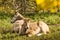 Male and Female Pere David Deer Resting