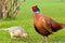 Male and Female Pheasant