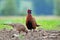 Male and female pheasant