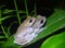 Male and female pinewoods tree frogs - Dryophytes femoralis - paired up in amplexus on swamp sunflower leaf