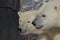 Male and female polar bear, Canada