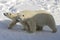 Male and female polar bear, Canada