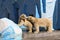 Male and female polar bears at the Novosibirsk zoo