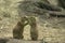 Male and Female Prairie Dogs Feed Each Other