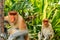 Male and female Proboscis Monkeys in the mangroves