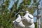 Male and female purple martins, Progne subis perched on their nests.