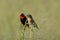 Male and Female Red Bishop Birds on perch